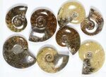 Lot: KG Madagascar Polished Ammonites (-) - Pieces #79354-2